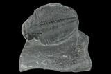 Elrathia Trilobite Molt Fossil - Utah - House Range #140126-1
